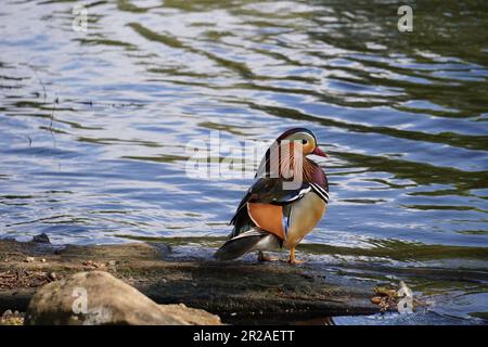 Männliche Mandarinenente (Aix galericulata) am Teich in Richmond Park, London, England Stockfoto