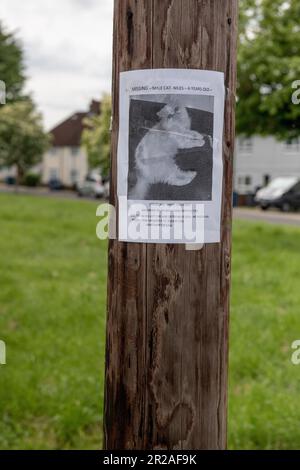 Poster über vermisste Katzen in Harrow - Ein Poster über verlorene Katzen auf einem Telegrafenmast in Großbritannien Stockfoto