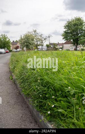 Harrow council nimmt im Mai 2023 an NO MOW MAY, einer Plantlife-Initiative, Teil. Hier ist Coppice Close im Londoner Bezirk HA7 Stanmore Harrow Stockfoto