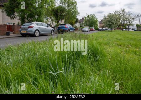 Harrow council nimmt im Mai 2023 an NO MOW MAY, einer Plantlife-Initiative, Teil. Hier ist Coppice Close im Londoner Bezirk HA7 Stanmore Harrow Stockfoto