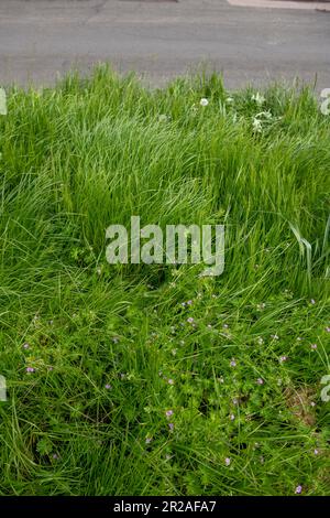 Harrow council nimmt im Mai 2023 an NO MOW MAY, einer Plantlife-Initiative, Teil. Hier ist Coppice Close im Londoner Bezirk HA7 Stanmore Harrow Stockfoto