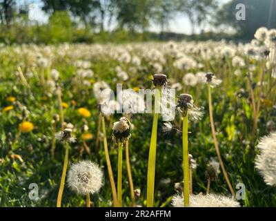 Nahaufnahme von verbrauchten Löwenzahnblumen Stockfoto
