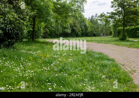 Harrow council nimmt im Mai 2023 an NOMOWMAY, einer Plantlife-Initiative, Teil.Rectory Lane Stanmore, Harrow. KEIN MOW DARF Stockfoto