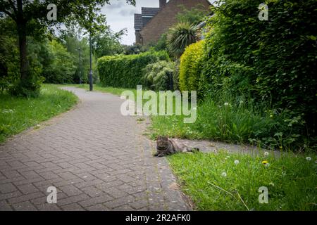 Harrow council nimmt im Mai 2023 an NO MOW MAY, einer Plantlife-Initiative, Teil. Eine Katze posiert auf dem Weg und zeigt die Höhe des Grases. Stockfoto