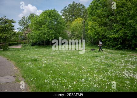 Harrow council nimmt im Mai 2023 an NOMOWMAY, einer Plantlife-Initiative, Teil. Pfarrer Lane Stanmore, Harrow. KEIN MOW DARF Stockfoto