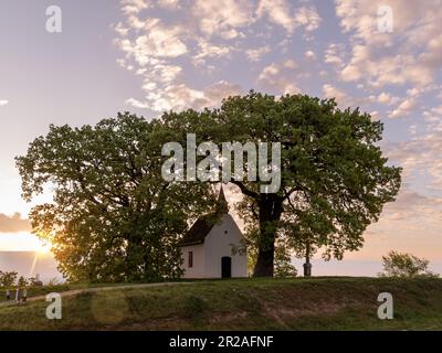 Quercus pubescens, allgemein bekannt als die Herbsteiche, pubertäre Eiche oder Italienische Eiche, ist eine Art von Weißeiche, die in Südeuropa und Südwest-Asi heimisch ist Stockfoto
