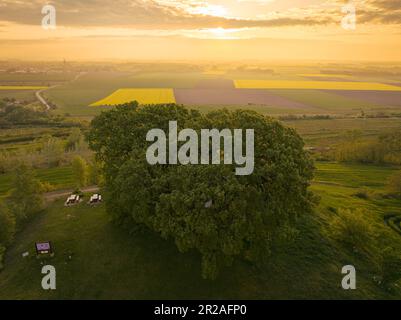 Quercus pubescens, allgemein bekannt als die Herbsteiche, pubertäre Eiche oder Italienische Eiche, ist eine Art von Weißeiche, die in Südeuropa und Südwest-Asi heimisch ist Stockfoto