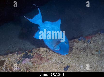 Ein Blauer Triggerfisch (Pseudobalistes fuscus) im Roten Meer, Ägypten Stockfoto