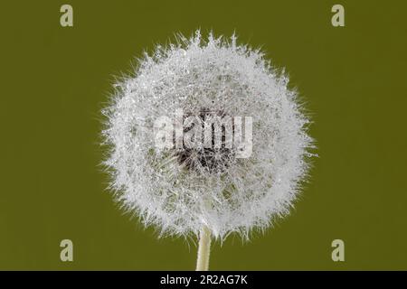 Löwenzahn auf grünem Hintergrund Stockfoto