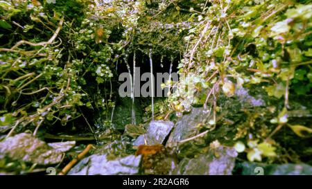 Waldquelle oder Bach im Sommer, grüne Blätter, hohe Bäume und Felsen - Foto der Natur Stockfoto