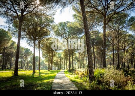 Pinienwälder in Hinojos im Herzen des Donana-Nationalparks Stockfoto