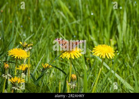 der schmetterling des pfauens ruht auf einer leuchtend gelben Löwenzahnblume mit Tau auf dem Gras im Hintergrund Stockfoto