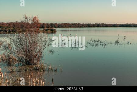 El Rocio Lagune Naturschutzgebiet für Wasservögel im Nationalpark Coto de Doñana in Andalusien, Spanien Stockfoto