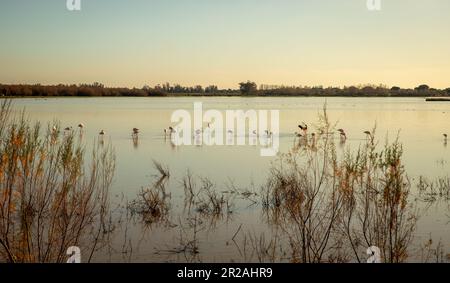 El Rocio Lagune Naturschutzgebiet für Wasservögel im Nationalpark Coto de Doñana in Andalusien, Spanien Stockfoto