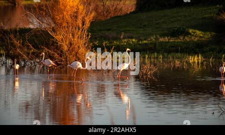 El Rocio Lagune Naturschutzgebiet für Wasservögel im Nationalpark Coto de Doñana in Andalusien, Spanien Stockfoto