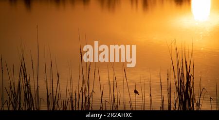 Sonnenuntergang um. Das Naturschutzgebiet El Rocio Lagoon Coto de Doñana in Andalusien, Spanien Stockfoto