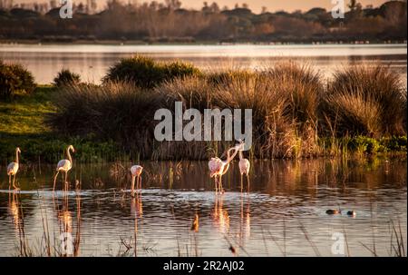 El Rocio Lagune Naturschutzgebiet für Wasservögel im Nationalpark Coto de Doñana in Andalusien, Spanien Stockfoto