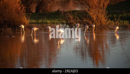 El Rocio Lagune Naturschutzgebiet für Wasservögel im Nationalpark Coto de Doñana in Andalusien, Spanien Stockfoto