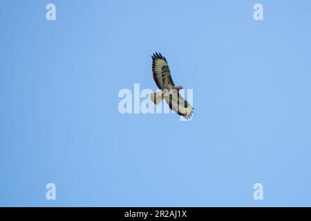Der gemeine Bussard ein mittelgroßer bis großer Greifvogel im Flug mit blauem Himmel im Hintergrund Stockfoto