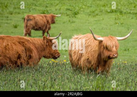 highland-Kühe eine schottische, rustikale Rasse von Rindern Stockfoto