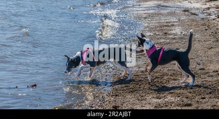 Die Border Collie ist eine Hunderasse, die als die intelligenteste Hunderasse gilt. Sie brauchen auch viel Bewegung. Stockfoto
