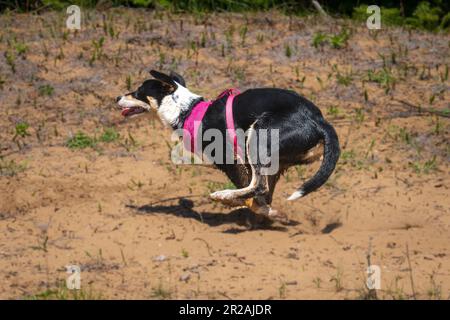 Die Border Collie ist eine Hunderasse, die als die intelligenteste Hunderasse gilt. Sie brauchen auch viel Bewegung. Stockfoto
