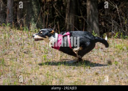 Die Border Collie ist eine Hunderasse, die als die intelligenteste Hunderasse gilt. Sie brauchen auch viel Bewegung. Stockfoto