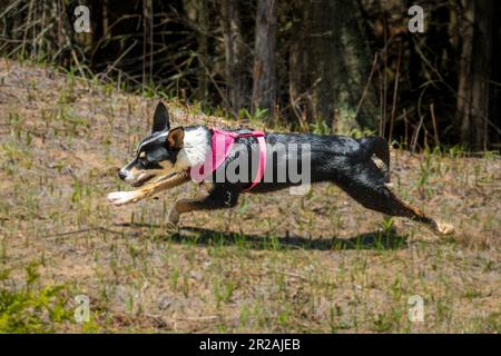 Die Border Collie ist eine Hunderasse, die als die intelligenteste Hunderasse gilt. Sie brauchen auch viel Bewegung. Stockfoto