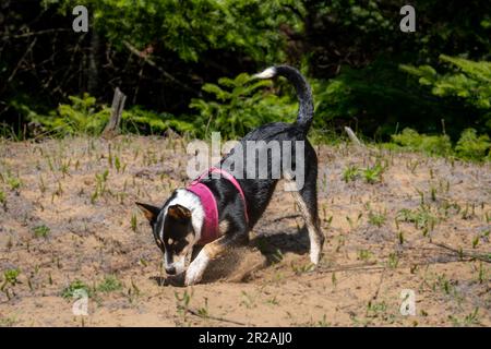 Die Border Collie ist eine Hunderasse, die als die intelligenteste Hunderasse gilt. Sie brauchen auch viel Bewegung. Stockfoto
