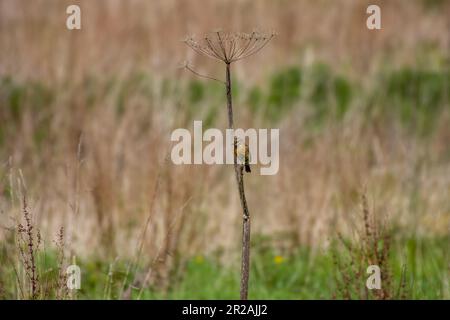 Weibliches Stonechat auf dem Stiel einer Wildblume mit verschwommenem Hintergrund Stockfoto