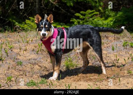 Die Border Collie ist eine Hunderasse, die als die intelligenteste Hunderasse gilt. Sie brauchen auch viel Bewegung. Stockfoto
