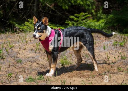 Die Border Collie ist eine Hunderasse, die als die intelligenteste Hunderasse gilt. Sie brauchen auch viel Bewegung. Stockfoto