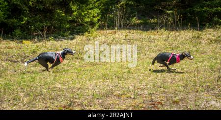 Die Border Collie ist eine Hunderasse, die als die intelligenteste Hunderasse gilt. Sie brauchen auch viel Bewegung. Stockfoto