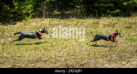 Die Border Collie ist eine Hunderasse, die als die intelligenteste Hunderasse gilt. Sie brauchen auch viel Bewegung. Stockfoto