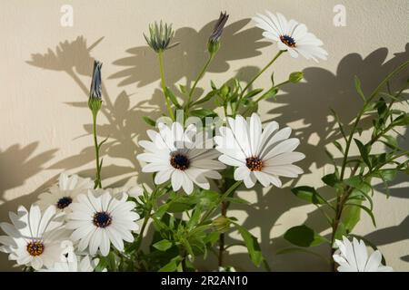 Nahaufnahme eines weißen Gänseblümchens (Dimorphotheca ecklonis) mit wunderschönen Blüten bei Tageslicht und Schatten an der Wand dahinter. Horizontales Bild mit sel Stockfoto