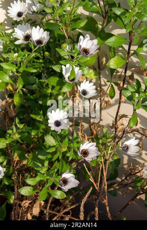 Ein kleiner Busch afrikanischer Gänseblümchen mit hübschen weißen Blumen in hellem Licht an einem sonnigen Tag im Frühling. Vertikales Bild mit selektivem Fokus Stockfoto