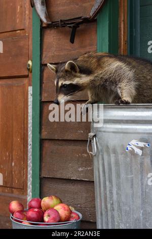 Waschbär (Procyon Lotor) neigt sich über die Seite des Müllbehälters Eimer mit Äpfeln darunter - ein in Gefangenschaft gehaltenes Tier Stockfoto