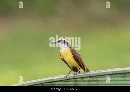 Der große Kiskadee (Pitangus sulfuratus) in Panama Stockfoto