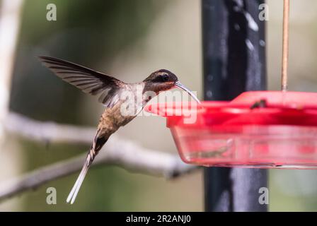 Ein Langschnabel-Hermit-Hummingbird (Phaethornis longirostris), der in Panama ein Futter verwendet Stockfoto