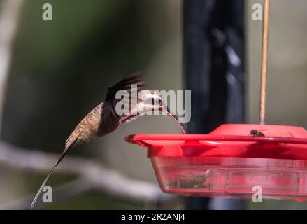 Ein Langschnabel-Hermit-Hummingbird (Phaethornis longirostris), der in Panama ein Futter verwendet Stockfoto