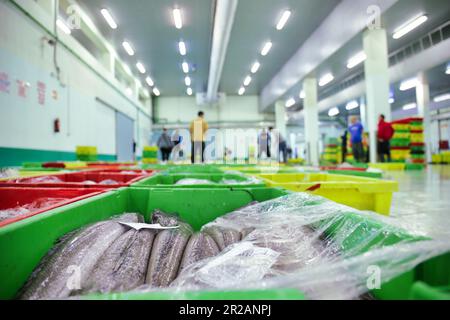 Fisch auf Eis auf einem Markt in Vigo, Spanien, selektiver Fokus Stockfoto