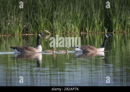 Ausgewachsene kanadische Gänse, die die letzten zwei überlebenden Gänse beschützen Stockfoto