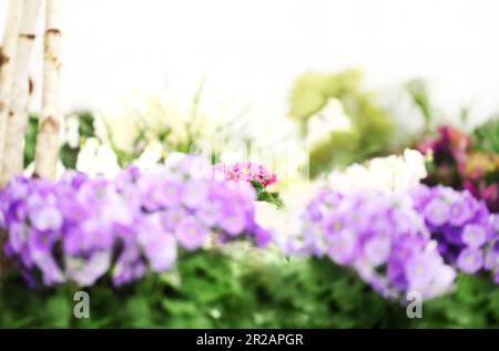 Blumengarten im Hintergrund. Veilchen und violette Primrosen blühen im Frühling. Heim Garten Blumenpflege. Verkauf von Blumen in Gewächshäusern und Blumenläden. A Stockfoto
