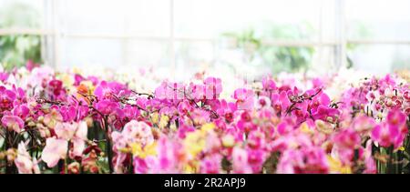 Blumengarten im Hintergrund. Rosa und lila Orchideen blühen. Heim Garten Blumenpflege. Verkauf von Blumen in Gewächshäusern und Blumenläden. Werbung für banne Stockfoto