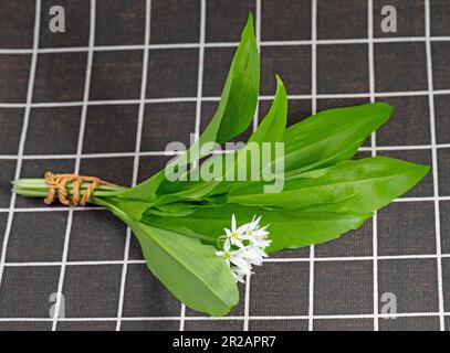 Wilde Knoblauchblätter und Blumen in Nahaufnahme Stockfoto
