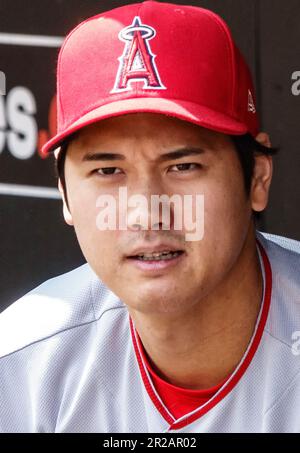 Baltimore, USA. 18. Mai 2023. BALTIMORE, MD - 18. MAI: Los Angeles Angels startet Pitcher Shohei Ohtani (17) im Dugout während eines MLB-Spiels zwischen den Baltimore Orioles und den Los Angeles Angels am 18. Mai 2023 im Orioles Park in Camden Yards in Baltimore, Maryland. (Foto: Tony Quinn/SipaUSA) Guthaben: SIPA USA/Alamy Live News Stockfoto