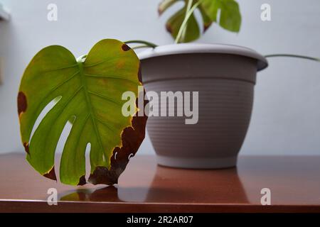 Ein krankes Monsterblatt, eine Heimblume Stockfoto