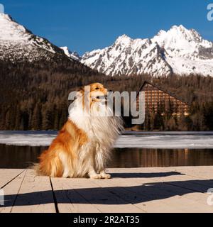 Shetland-Schäferhund in der Natur, Bergsee-Landschaft Stockfoto