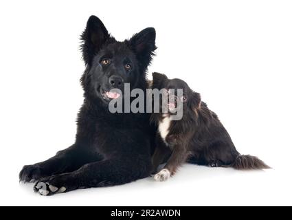 Junger deutscher Schäferhund vor weißem Hintergrund Stockfoto