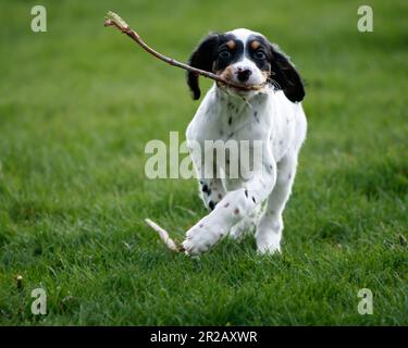 Englisches Setter-Hündchen spielt Stockfoto